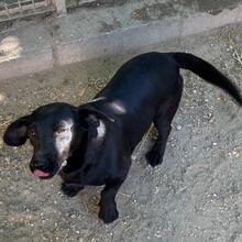 LERA, Hund, Mischlingshund in Ungarn - Bild 17