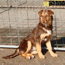 MABEL, Hund, Mischlingshund in Bulgarien - Bild 1