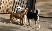 MABEL, Hund, Mischlingshund in Bulgarien - Bild 10