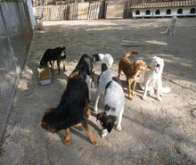 MABEL, Hund, Mischlingshund in Bulgarien - Bild 12