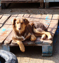 MABEL, Hund, Mischlingshund in Bulgarien - Bild 2