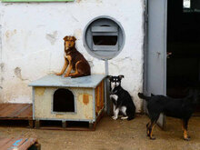 MABEL, Hund, Mischlingshund in Bulgarien - Bild 3