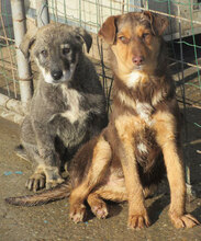 MABEL, Hund, Mischlingshund in Bulgarien - Bild 4
