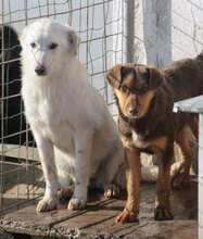 MABEL, Hund, Mischlingshund in Bulgarien - Bild 5