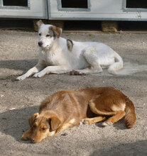 MABEL, Hund, Mischlingshund in Bulgarien - Bild 6