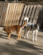 MABEL, Hund, Mischlingshund in Bulgarien - Bild 7
