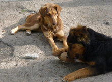 MABEL, Hund, Mischlingshund in Bulgarien - Bild 9
