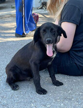 ERNIE, Hund, Labrador-Mix in Bulgarien - Bild 1