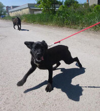 ERNIE, Hund, Labrador-Mix in Bulgarien - Bild 12