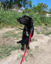 ERNIE, Hund, Labrador-Mix in Bulgarien - Bild 4