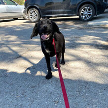 ERNIE, Hund, Labrador-Mix in Bulgarien - Bild 5