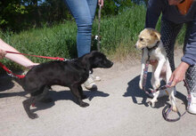 ERNIE, Hund, Labrador-Mix in Bulgarien - Bild 6
