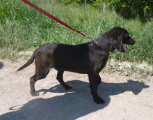 ERNIE, Hund, Labrador-Mix in Bulgarien - Bild 8