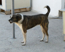 LILO, Hund, Mischlingshund in Bulgarien - Bild 1