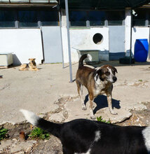 LILO, Hund, Mischlingshund in Bulgarien - Bild 10