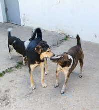 LILO, Hund, Mischlingshund in Bulgarien - Bild 11