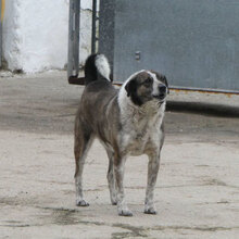 LILO, Hund, Mischlingshund in Bulgarien - Bild 15