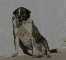 LILO, Hund, Mischlingshund in Bulgarien - Bild 16