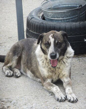 LILO, Hund, Mischlingshund in Bulgarien - Bild 2