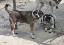 LILO, Hund, Mischlingshund in Bulgarien - Bild 3