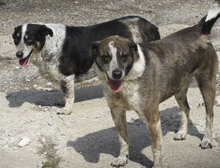 LILO, Hund, Mischlingshund in Bulgarien - Bild 4