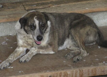 LILO, Hund, Mischlingshund in Bulgarien - Bild 6