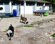 LILO, Hund, Mischlingshund in Bulgarien - Bild 8