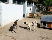LILO, Hund, Mischlingshund in Bulgarien - Bild 9
