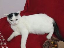 OLIVE, Katze, Europäisch Kurzhaar in Rumänien - Bild 1