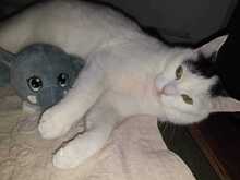 OLIVE, Katze, Europäisch Kurzhaar in Rumänien - Bild 2
