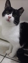 BOOFY, Katze, Europäisch Kurzhaar in Rumänien - Bild 4