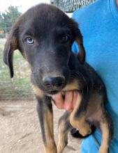 HAVARD, Hund, Mischlingshund in Griechenland - Bild 4