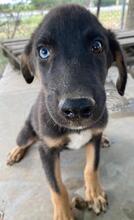 HAVARD, Hund, Mischlingshund in Griechenland - Bild 5
