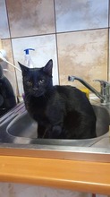 ALBERT, Katze, Europäisch Kurzhaar in Rumänien - Bild 8