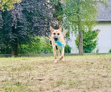 ORSITO, Hund, Mischlingshund in Bismark - Bild 11
