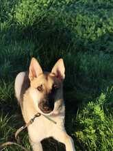 ORSITO, Hund, Mischlingshund in Bismark - Bild 12