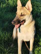 ORSITO, Hund, Mischlingshund in Bismark - Bild 15