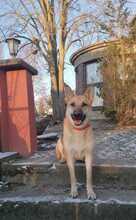 ORSITO, Hund, Mischlingshund in Bismark - Bild 2