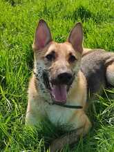 ORSITO, Hund, Mischlingshund in Bismark - Bild 21