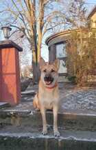 ORSITO, Hund, Mischlingshund in Colbitz - Bild 27