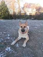 ORSITO, Hund, Mischlingshund in Bismark - Bild 28
