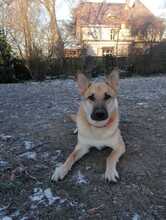 ORSITO, Hund, Mischlingshund in Colbitz - Bild 29