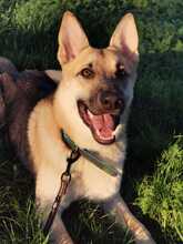 ORSITO, Hund, Mischlingshund in Bismark - Bild 5