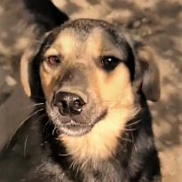 STROLCHI, Hund, Mischlingshund in Rumänien - Bild 2