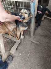 STROLCHI, Hund, Mischlingshund in Rumänien - Bild 4