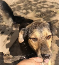 STROLCHI, Hund, Mischlingshund in Rumänien - Bild 6