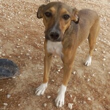 NACHO, Hund, Mischlingshund in Spanien - Bild 1