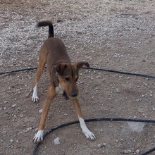 NACHO, Hund, Mischlingshund in Spanien - Bild 11