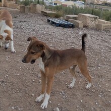 NACHO, Hund, Mischlingshund in Spanien - Bild 13