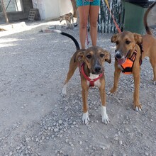 NACHO, Hund, Mischlingshund in Spanien - Bild 18